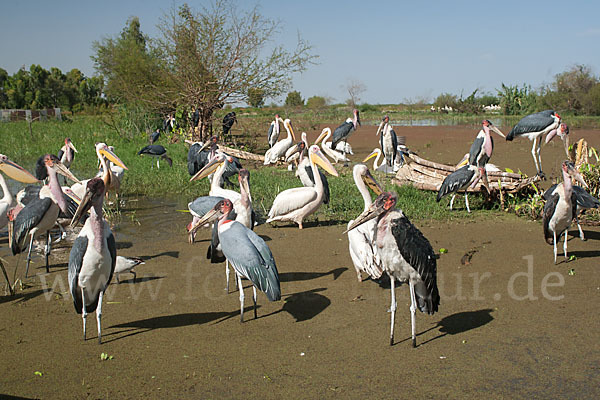 Rosapelikan (Pelecanus onocrotalus)