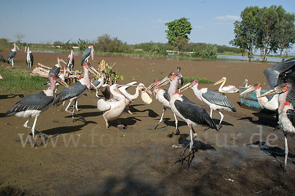 Rosapelikan (Pelecanus onocrotalus)