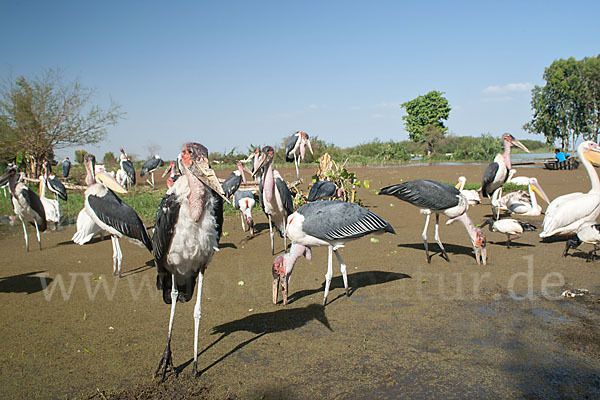 Rosapelikan (Pelecanus onocrotalus)