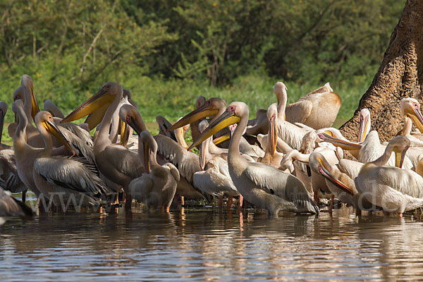 Rosapelikan (Pelecanus onocrotalus)