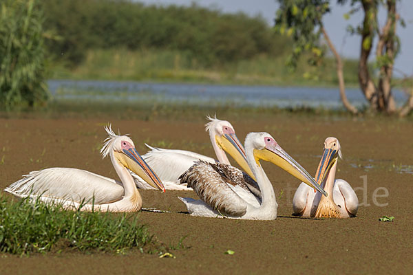 Rosapelikan (Pelecanus onocrotalus)