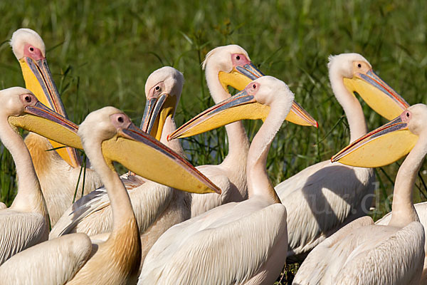 Rosapelikan (Pelecanus onocrotalus)