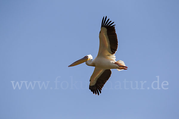 Rosapelikan (Pelecanus onocrotalus)