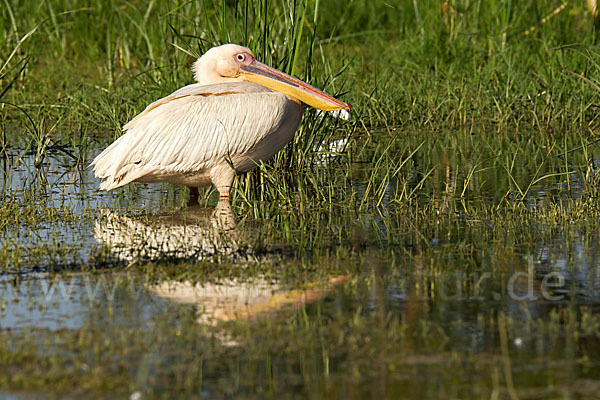 Rosapelikan (Pelecanus onocrotalus)