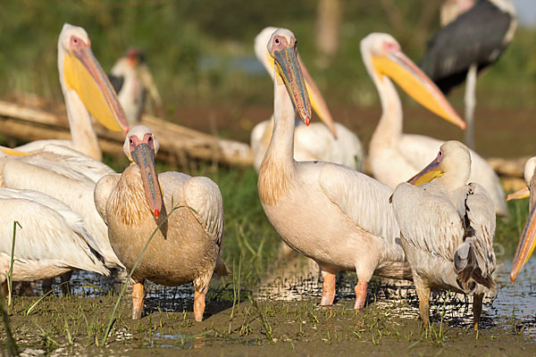 Rosapelikan (Pelecanus onocrotalus)