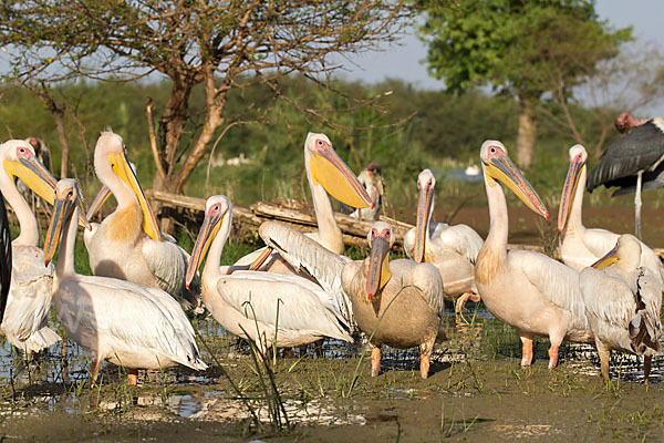 Rosapelikan (Pelecanus onocrotalus)