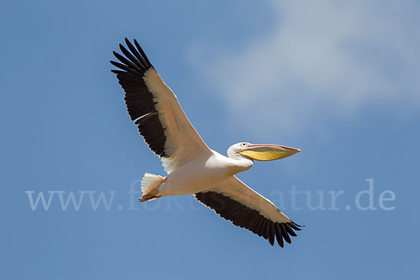 Rosapelikan (Pelecanus onocrotalus)