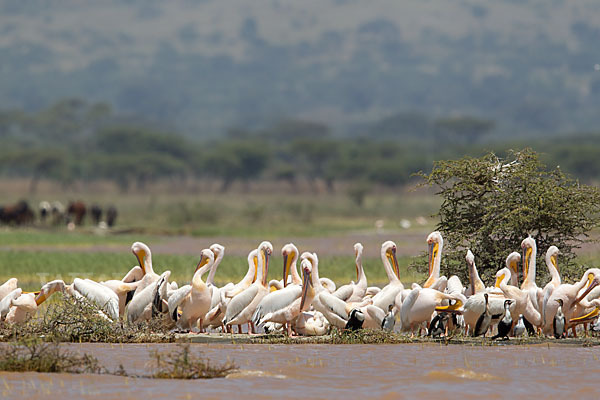 Rosapelikan (Pelecanus onocrotalus)