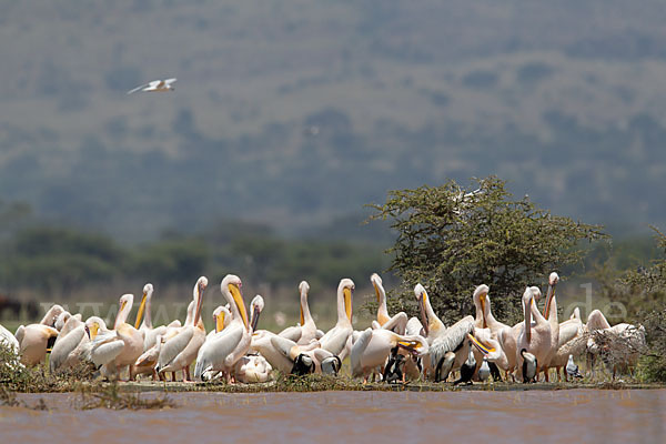 Rosapelikan (Pelecanus onocrotalus)