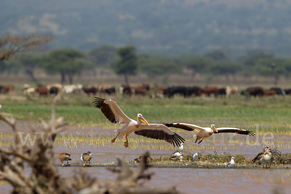 Rosapelikan (Pelecanus onocrotalus)