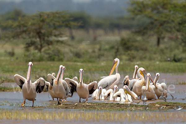 Rosapelikan (Pelecanus onocrotalus)