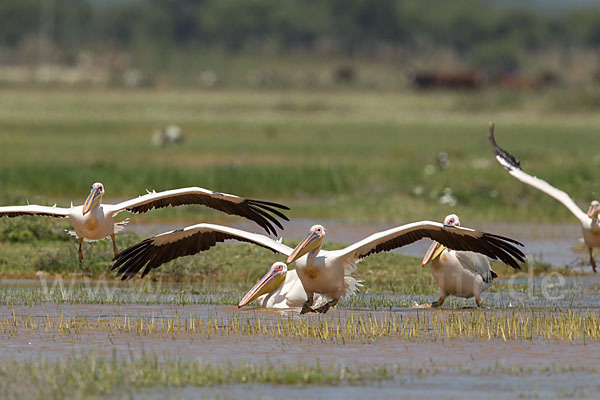 Rosapelikan (Pelecanus onocrotalus)