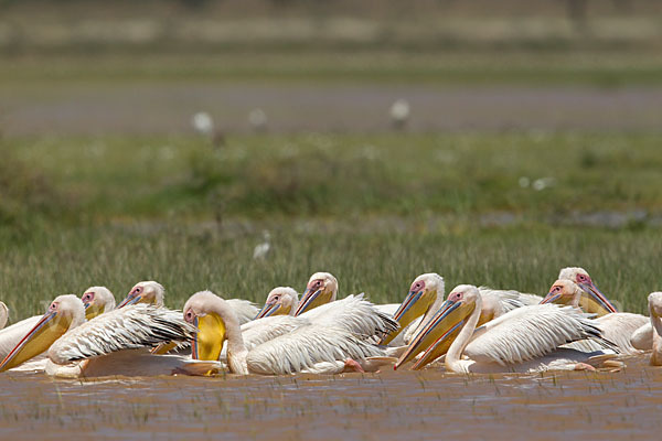 Rosapelikan (Pelecanus onocrotalus)