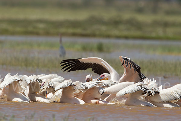 Rosapelikan (Pelecanus onocrotalus)