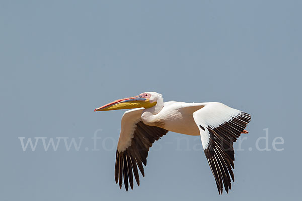 Rosapelikan (Pelecanus onocrotalus)