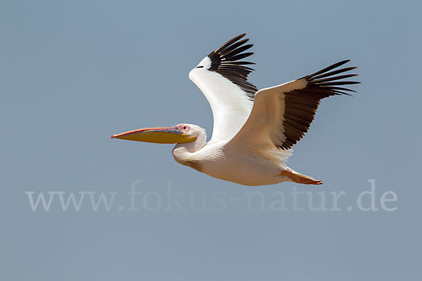 Rosapelikan (Pelecanus onocrotalus)