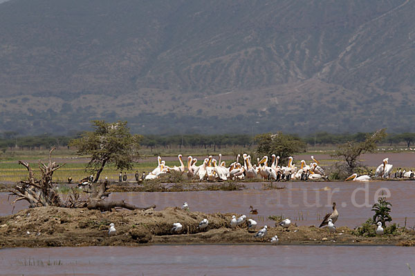 Rosapelikan (Pelecanus onocrotalus)