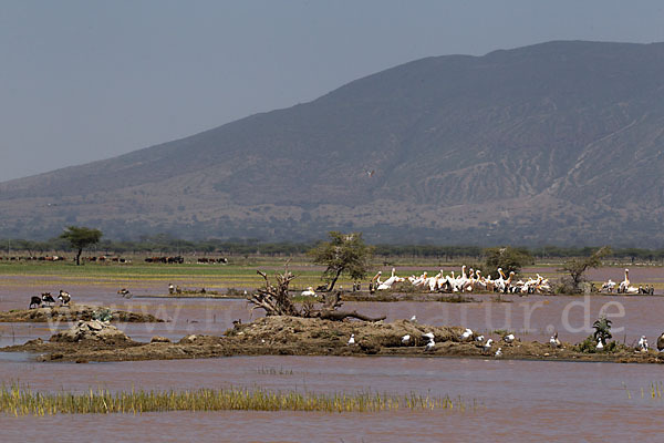 Rosapelikan (Pelecanus onocrotalus)