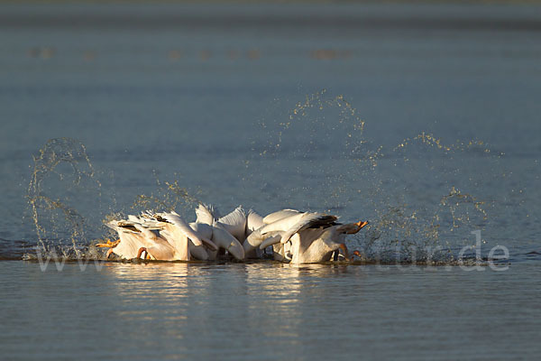 Rosapelikan (Pelecanus onocrotalus)