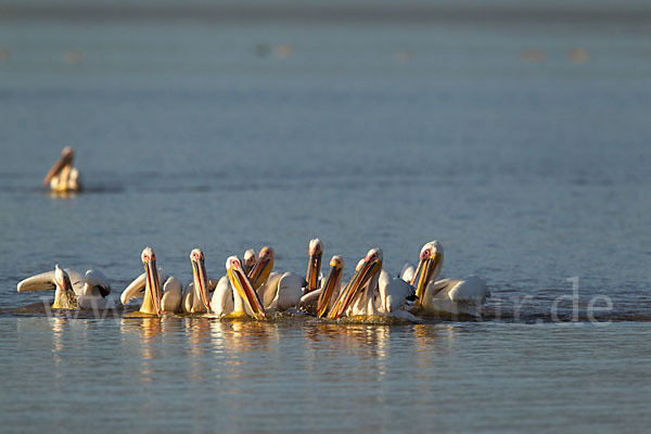 Rosapelikan (Pelecanus onocrotalus)