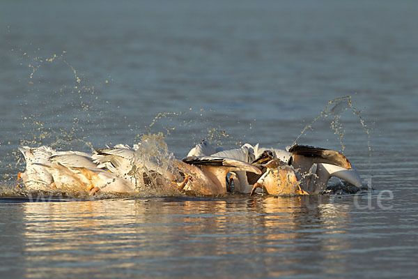 Rosapelikan (Pelecanus onocrotalus)