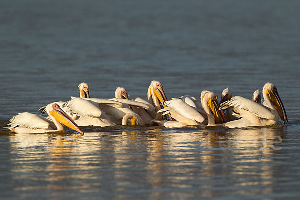 Rosapelikan (Pelecanus onocrotalus)