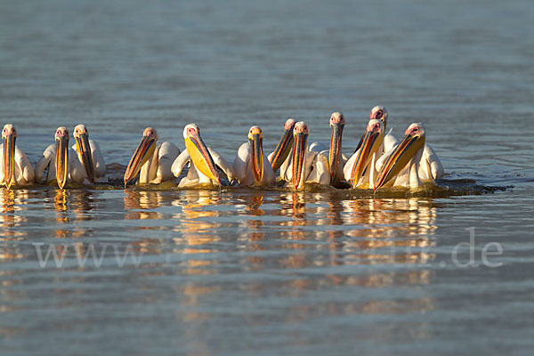 Rosapelikan (Pelecanus onocrotalus)