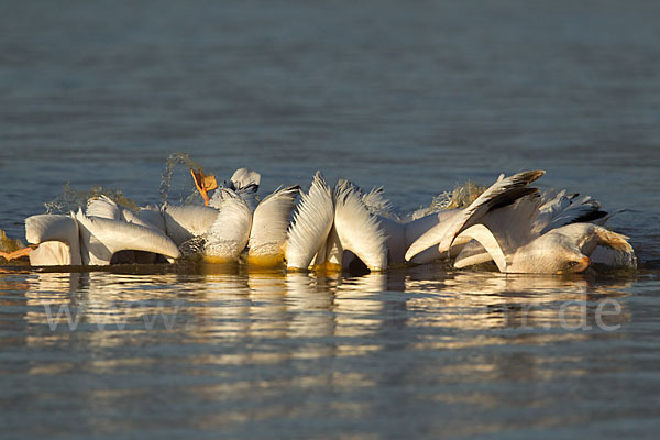 Rosapelikan (Pelecanus onocrotalus)
