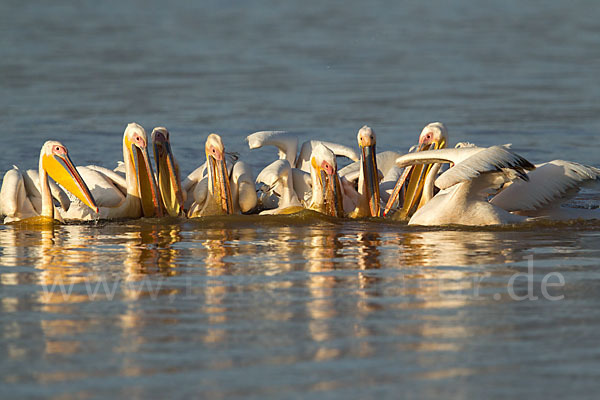 Rosapelikan (Pelecanus onocrotalus)