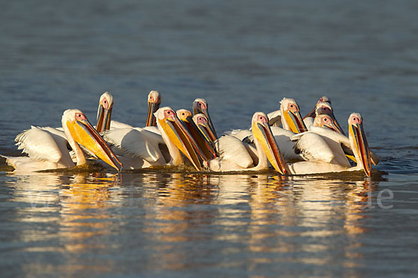 Rosapelikan (Pelecanus onocrotalus)