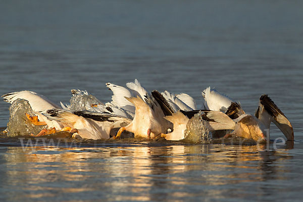 Rosapelikan (Pelecanus onocrotalus)