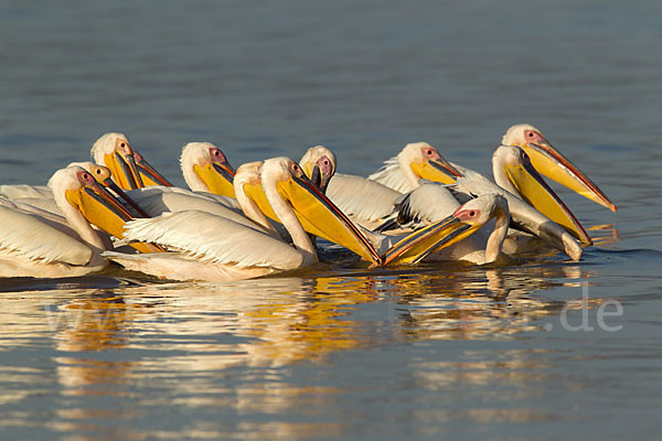 Rosapelikan (Pelecanus onocrotalus)