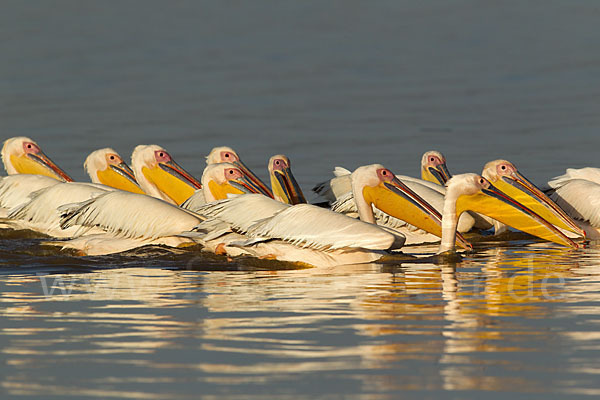 Rosapelikan (Pelecanus onocrotalus)