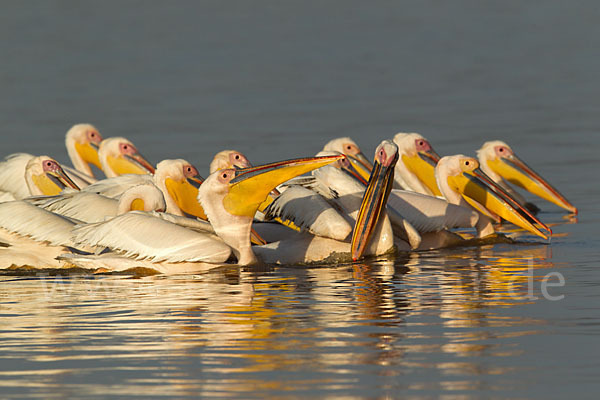 Rosapelikan (Pelecanus onocrotalus)