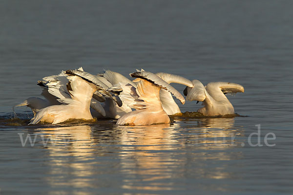 Rosapelikan (Pelecanus onocrotalus)