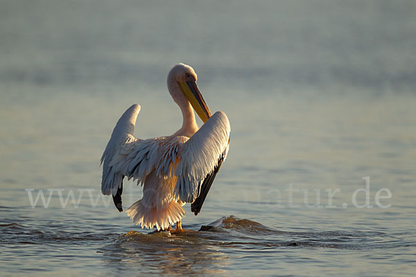 Rosapelikan (Pelecanus onocrotalus)