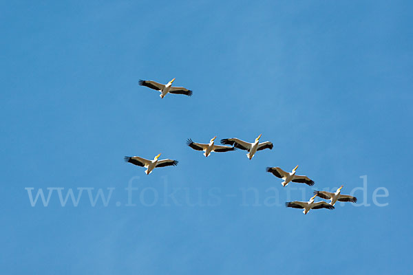 Rosapelikan (Pelecanus onocrotalus)