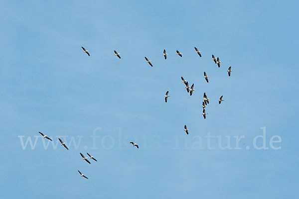 Rosapelikan (Pelecanus onocrotalus)