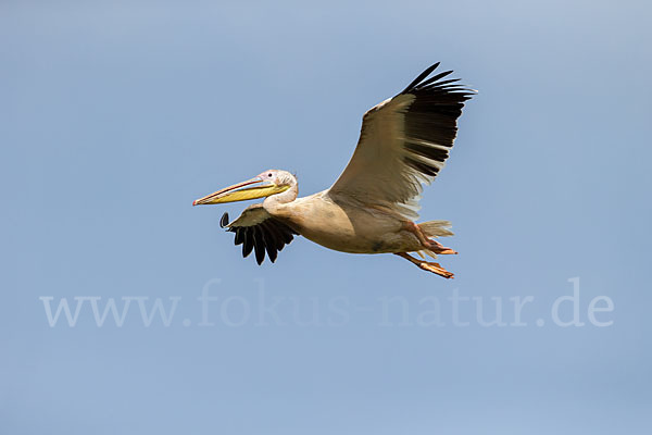 Rosapelikan (Pelecanus onocrotalus)