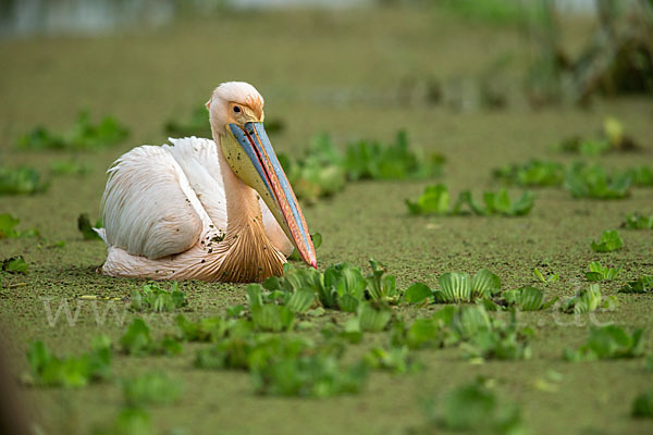 Rosapelikan (Pelecanus onocrotalus)