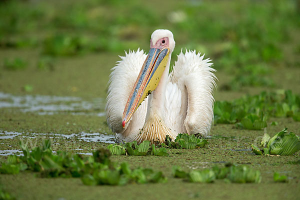 Rosapelikan (Pelecanus onocrotalus)