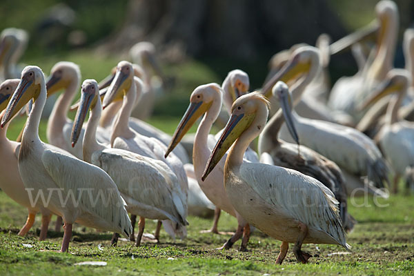 Rosapelikan (Pelecanus onocrotalus)