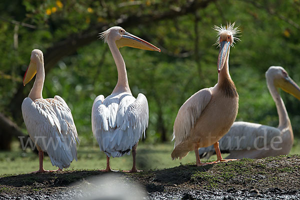 Rosapelikan (Pelecanus onocrotalus)