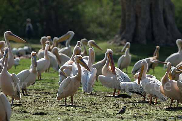 Rosapelikan (Pelecanus onocrotalus)