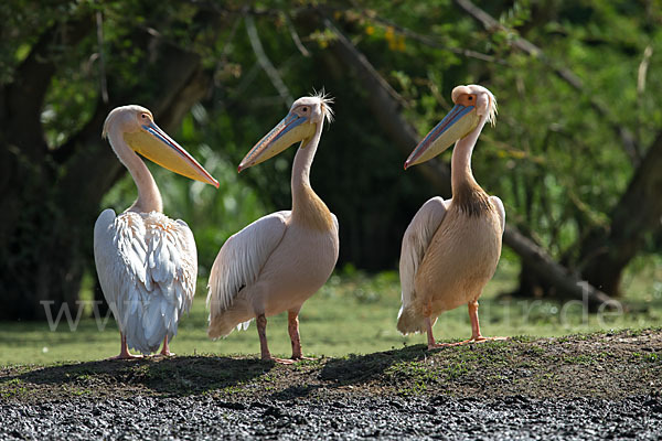 Rosapelikan (Pelecanus onocrotalus)