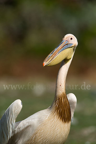 Rosapelikan (Pelecanus onocrotalus)