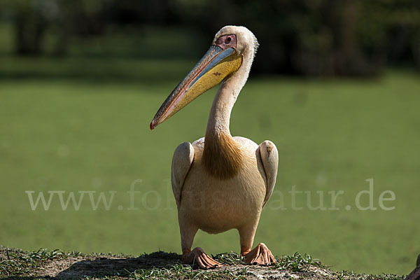 Rosapelikan (Pelecanus onocrotalus)