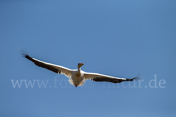 Rosapelikan (Pelecanus onocrotalus)