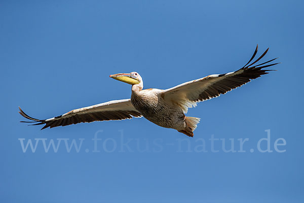 Rosapelikan (Pelecanus onocrotalus)