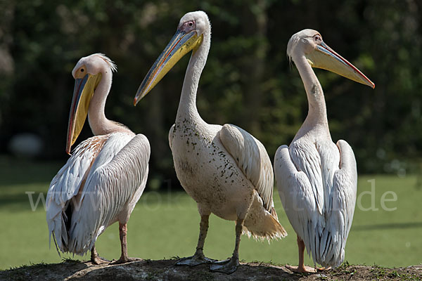 Rosapelikan (Pelecanus onocrotalus)